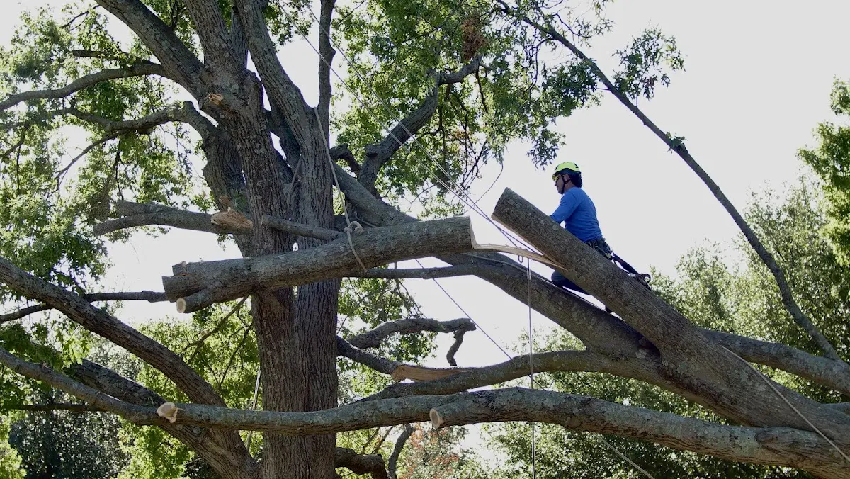 Professional Hazardous Tree Removal performed by certified arborists in Joy